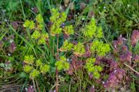 Euphorbia helioscopia