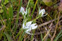 Ornithogalum umbellatum