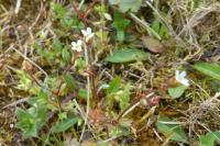 Saxifraga tridactylites