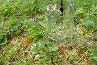 Myosotis ramosissima