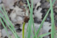 Asphodelus albus