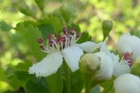 Crataegus laevigata