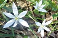 Ornithogalum umbellatum