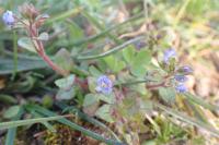 Veronica acinifolia