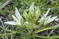 Ornithogalum divergens
