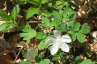 Isopyrum thalictroides
