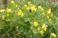 Chelidonium majus