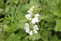 Lamium album