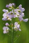 Cardamine pratensis