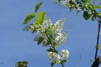 Prunus padus