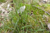 Luzula campestris