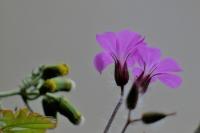 Geranium robertianum