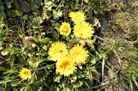 Crepis sancta