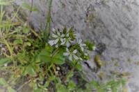 Cerastium glomeratum