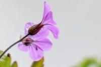 Geranium robertianum