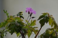 Geranium robertianum