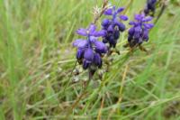 Muscari botryoides