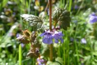 Glechoma hederacea