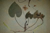 Viola alba