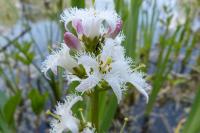 Menyanthes trifoliata