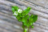 Stellaria media