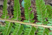Polystichum setiferum