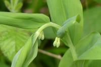 Polygonatum multiflorum