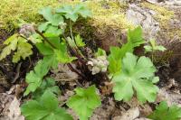 Sanicula europaea