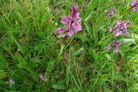 Orchis mascula