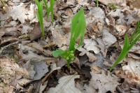 Convallaria majalis
