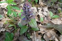 Ajuga reptans