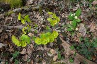 Euphorbia amygdaloides