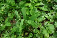 Polygonatum multiflorum