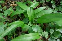 Allium ursinum
