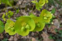 Euphorbia amygdaloides