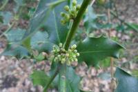 Ilex aquifolium