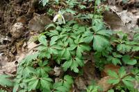 Anemone nemorosa