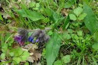 Pulmonaria longifolia