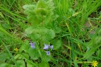 Glechoma hederacea