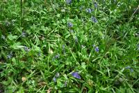 Hyacinthoides non-scripta