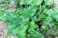 Arum italicum
