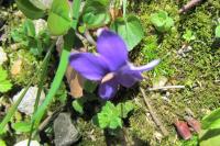 Viola