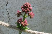 Centranthus ruber