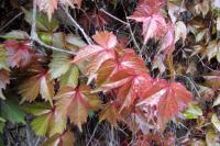 Parthenocissus tricuspidata