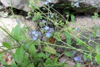 Myosotis arvensis