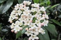 Viburnum tinus