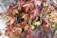 Parthenocissus tricuspidata