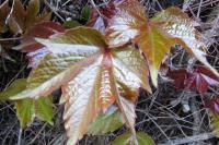 Parthenocissus tricuspidata