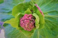 Centranthus ruber