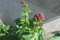 Centranthus ruber